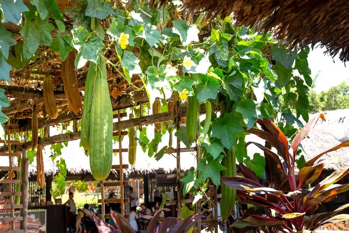 potager balcon