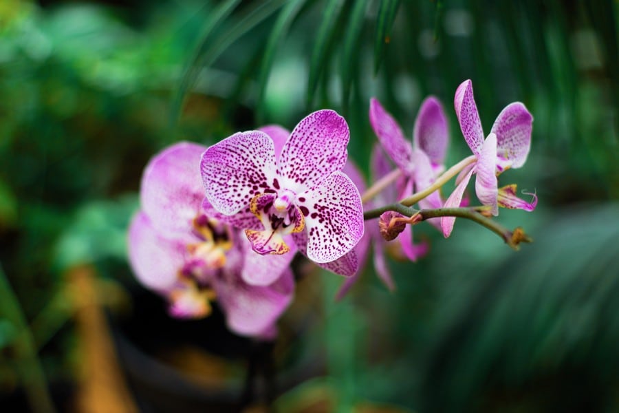 Comment faire repartir une orchidée morte ?